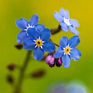 Alpine Forget Me Not Seeds - Myosotis alpestris - Compact Blue Blooms - 30 Seeds - Image 2