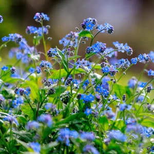 Alpine Forget Me Not Seeds - Myosotis alpestris - Compact Blue Blooms - 30 Seeds - Image 3