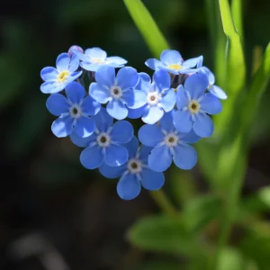 Alpine Forget Me Not Seeds - Myosotis alpestris - Compact Blue Blooms - 30 Seeds - Image 4