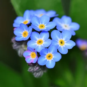 Alpine Forget Me Not Seeds - Myosotis alpestris - Compact Blue Blooms - 30 Seeds - Image 5