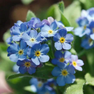 Alpine Forget Me Not Seeds - Myosotis alpestris - Compact Blue Blooms - 30 Seeds - Image 6