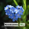 Alpine Forget Me Not Seeds - Myosotis alpestris - Compact Blue Blooms - 30 Seeds - Image 1