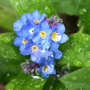 Alpine Forget Me Not Seeds - Myosotis alpestris - Compact Blue Blooms - 30 Seeds - Image 7