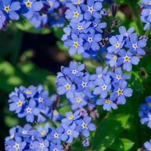 Alpine Forget Me Not Seeds - Myosotis alpestris - Compact Blue Blooms - 30 Seeds - Image 8