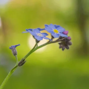 Alpine Forget Me Not Seeds - Myosotis alpestris - Compact Blue Blooms - 30 Seeds - Image 9