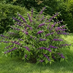 American Beautyberry Bush Live Plant, Callicarpa Americana, 8-12 Inch Tall, 4 Inch Pot, Outdoor Shrub - Image 2