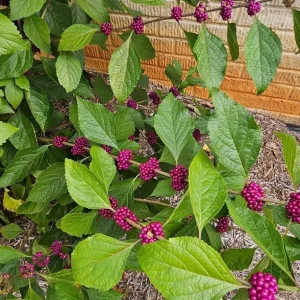 American Beautyberry Bush Live Plant - Callicarpa Americana, 2 Pack, 8-12 Inch Tall in 4 Inch Pot, Outdoor Shrub - Image 3