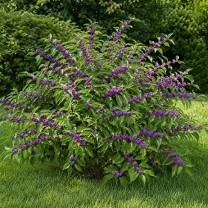 American Beautyberry Bush Live Plant, Callicarpa Americana, 8-12 Inch Tall, 4 Inch Pot, Outdoor Shrub - Image 4