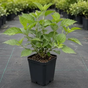 American Beautyberry Bush Live Plant - Callicarpa Americana, 2 Pack, 8-12 Inch Tall in 4 Inch Pot, Outdoor Shrub - Image 4