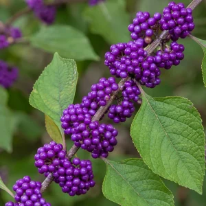 American Beautyberry Bush Live Plant - Callicarpa Americana, 2 Pack, 8-12 Inch Tall in 4 Inch Pot, Outdoor Shrub - Image 6