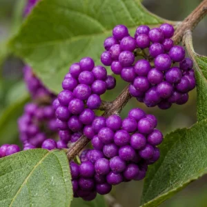 American Beautyberry Bush Live Plant - Callicarpa Americana, 2 Pack, 8-12 Inch Tall in 4 Inch Pot, Outdoor Shrub - Image 7