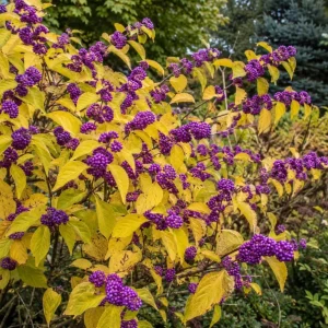 American Beautyberry Bush Live Plant - Callicarpa Americana, 2 Pack, 8-12 Inch Tall in 4 Inch Pot, Outdoor Shrub - Image 1