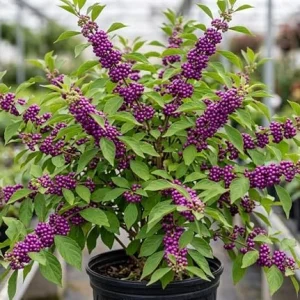 American Beautyberry Live Plant – Callicarpa Bush – Purple Berries Shrub – 8-12 Inches Tall in 4 Inch Pot – Outdoor - Image 4