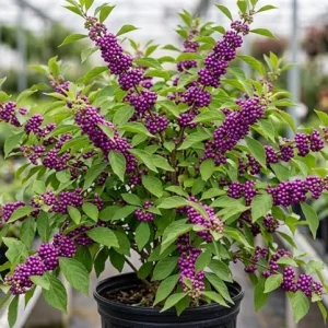 American Beautyberry Live Plant – Callicarpa Bush – Purple Berries Shrub – 8-12 Inches Tall in 4 Inch Pot – Outdoor - Image 5