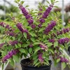 American Beautyberry Live Plant – Callicarpa Bush – Purple Berries Shrub – 8-12 Inches Tall in 4 Inch Pot – Outdoor - Image 1