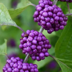American Beautyberry Live Plant – Purple Berry Shrub – 8-12 Inches Tall in 4 Inch Pot – Outdoor - Image 2