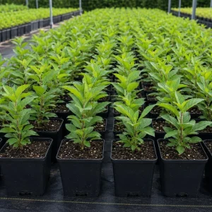 American Beautyberry Live Plant – Purple Berry Shrub – 8-12 Inches Tall in 4 Inch Pot – Outdoor - Image 4