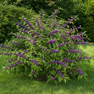 American Beautyberry Live Plant – Purple Berry Shrub – 8-12 Inches Tall in 4 Inch Pot – Outdoor - Image 7