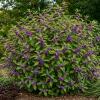 American Beautyberry Live Plant – Purple Berry Shrub – 8-12 Inches Tall in 4 Inch Pot – Outdoor - Image 1