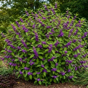 American Beautyberry Live Plant – Purple Berry Shrub – 8-12 Inches Tall in 4 Inch Pot – Outdoor - Image 1