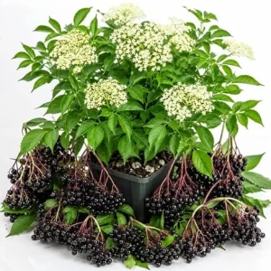 American Black Elderberry Live Plant – 7-12" Tall Shrub in Quart Pot – Outdoor Berry Plant - Image 4