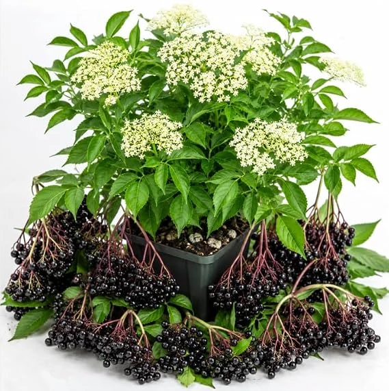 American Black Elderberry Live Plant – 7-12" Tall Shrub in Quart Pot – Outdoor Berry Plant - Image 6
