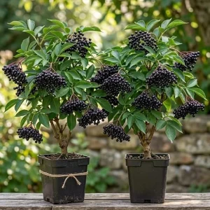 American Elderberry Live Plant - 2 Pack - 7-12" Tall Shrub for Berries - Image 5