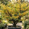 American Witch-Hazel Live Plant – Hardy Shrub Bushy Flower 6-12" Tall Qt Pot - Image 1