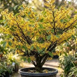 American Witch-Hazel Live Plant – Hardy Shrub Bushy Flower 6-12" Tall Qt Pot - Image 2