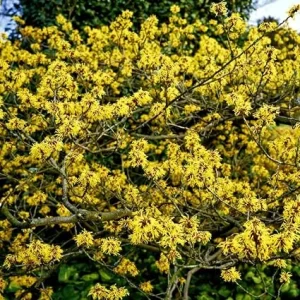 American Witch Hazel Live Plant - Hardy Shrub with Bright Yellow Flowers, 6-12" Tall, Qt Pot, Pack of 2 - Image 3