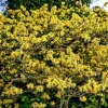American Witch Hazel Live Plant - Hardy Shrub with Bright Yellow Flowers, 6-12" Tall, Qt Pot, Pack of 2 - Image 1