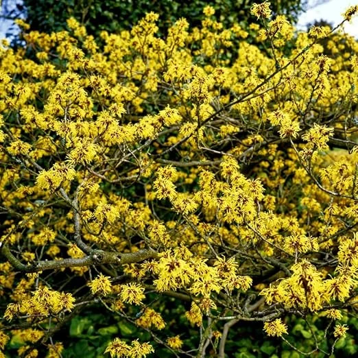American Witch Hazel Live Plant - Hardy Shrub with Bright Yellow Flowers, 6-12" Tall, Qt Pot, Pack of 2 - Image 5