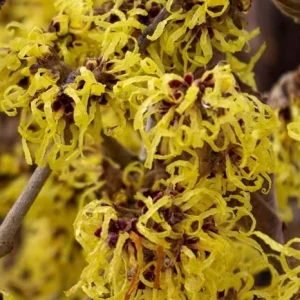American Witch-Hazel Tree Live Plant – Hardy Shrub, Yellow Flowers, 12" Tall in Gallon Pot, Outdoor - Image 4