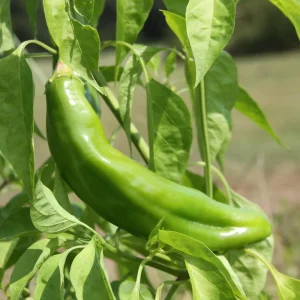 Anaheim Chili Pepper Seeds - Heirloom Mild Variety - Non-GMO - 30 Seeds for Roasting - Image 12