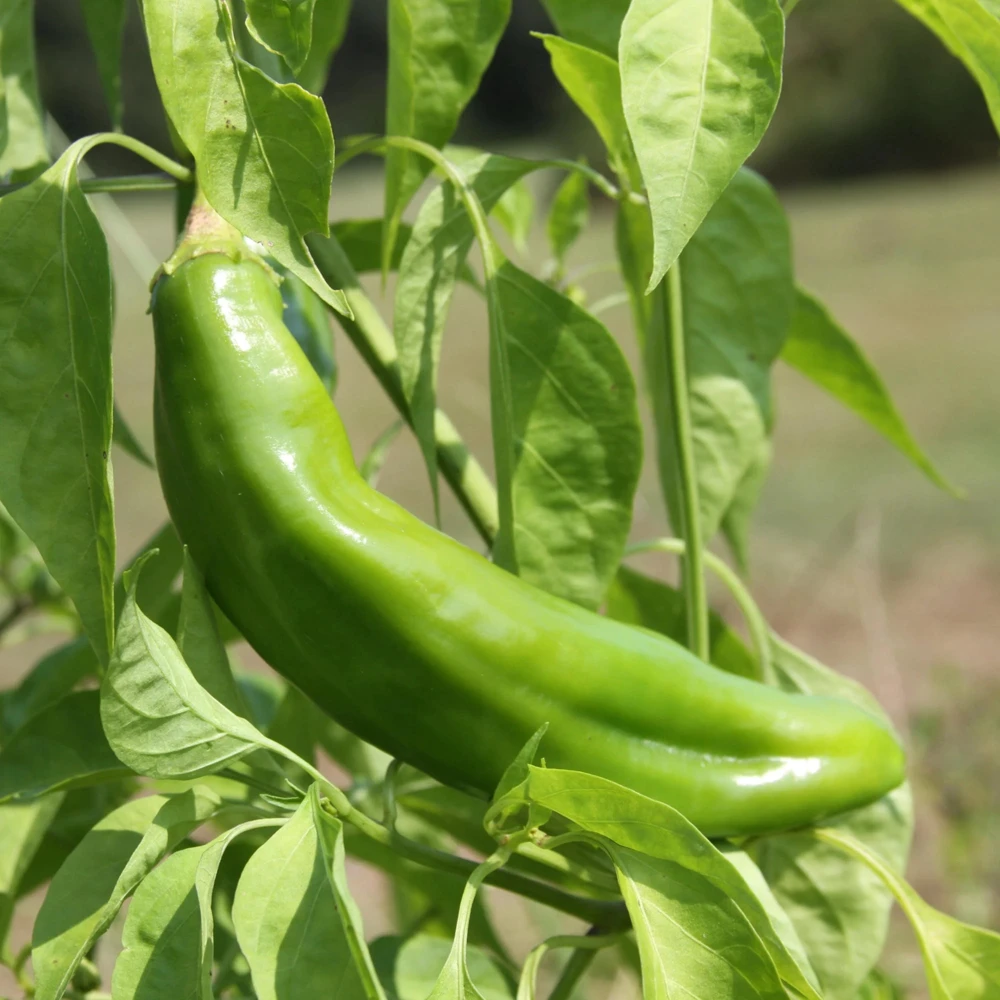 Anaheim Chili Pepper Seeds - Heirloom Mild Variety - Non-GMO - 30 Seeds for Roasting - Image 12