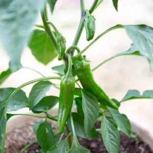 Anaheim Chili Pepper Seeds - Heirloom Mild Variety - Non-GMO - 30 Seeds for Roasting - Image 13