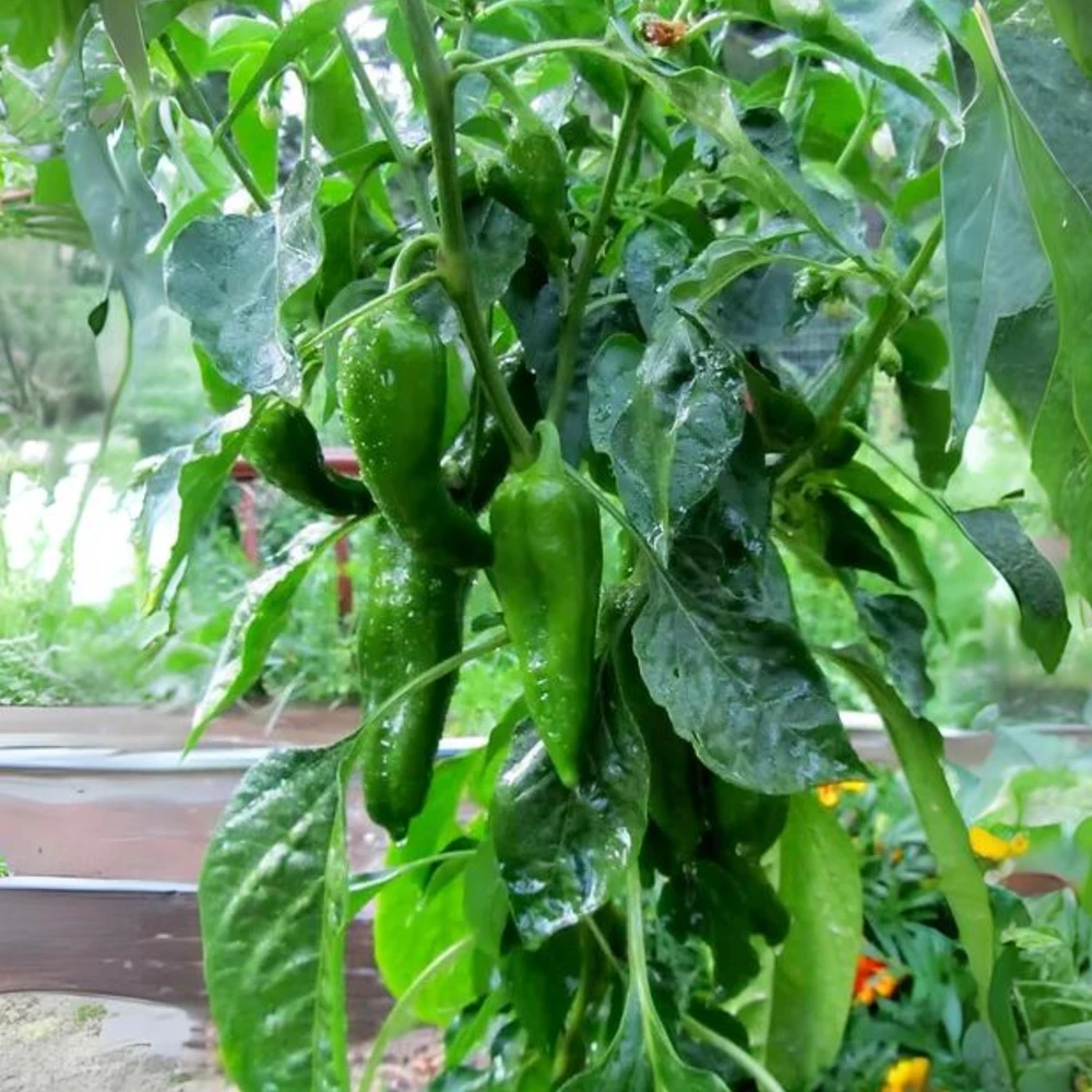 Anaheim Chili Pepper Seeds - Heirloom Mild Variety - Non-GMO - 30 Seeds for Roasting - Image 14