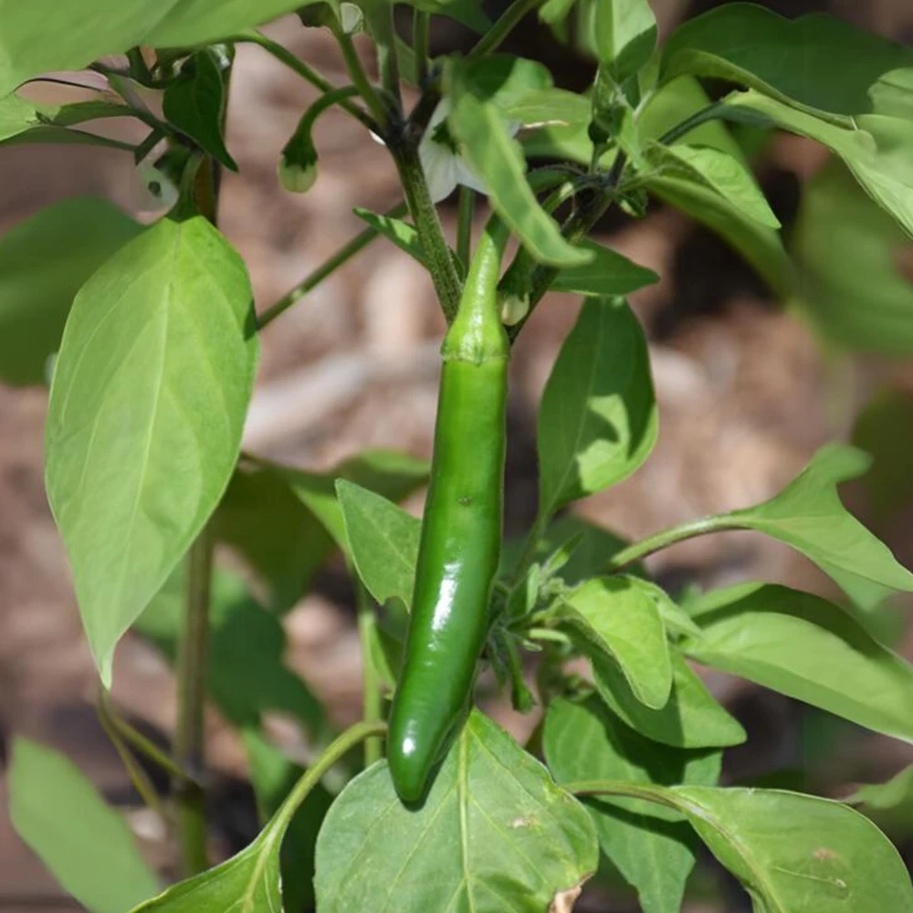 Anaheim Chili Pepper Seeds - Heirloom Mild Variety - Non-GMO - 30 Seeds for Roasting - Image 15