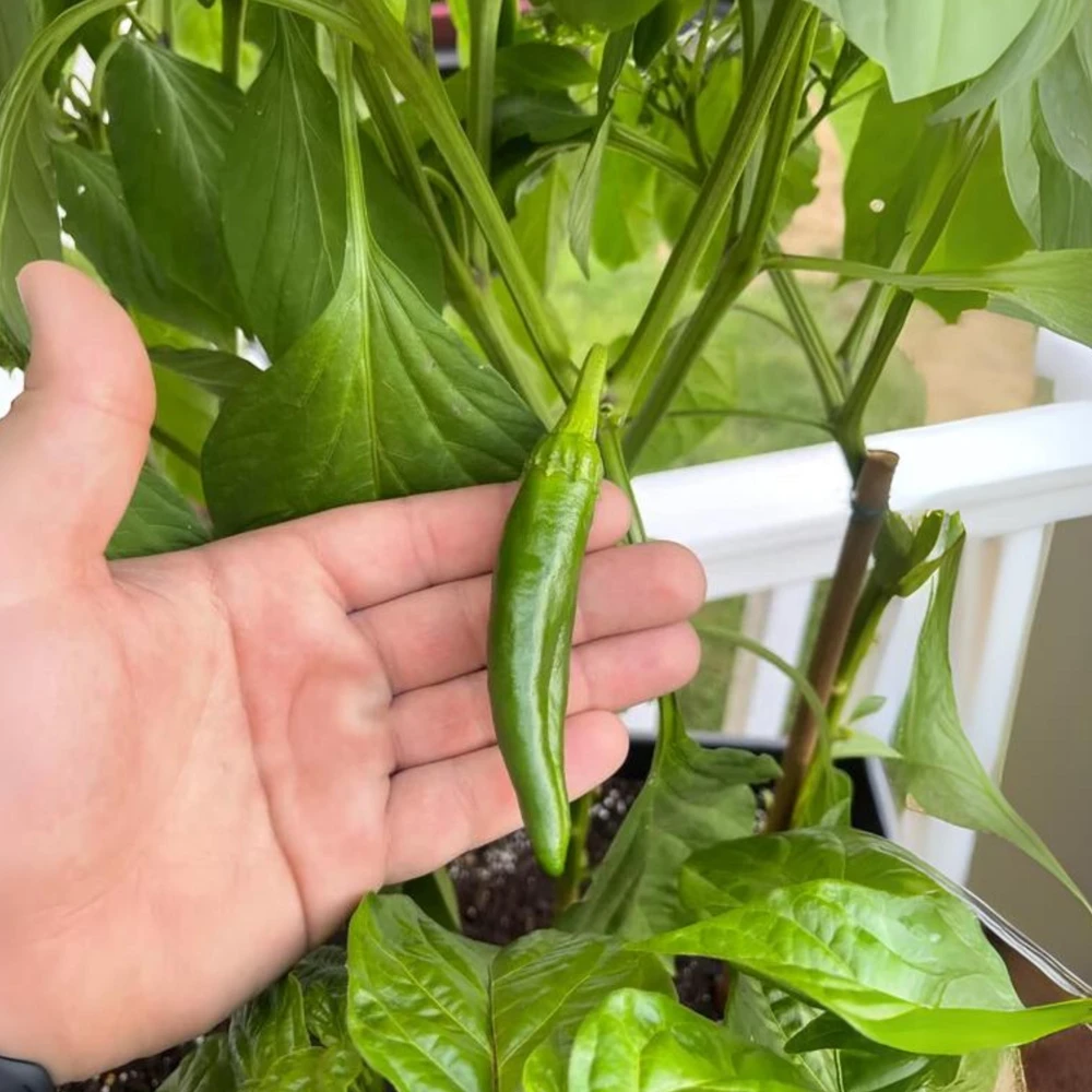 Anaheim Chili Pepper Seeds - Heirloom Mild Variety - Non-GMO - 30 Seeds for Roasting - Image 16
