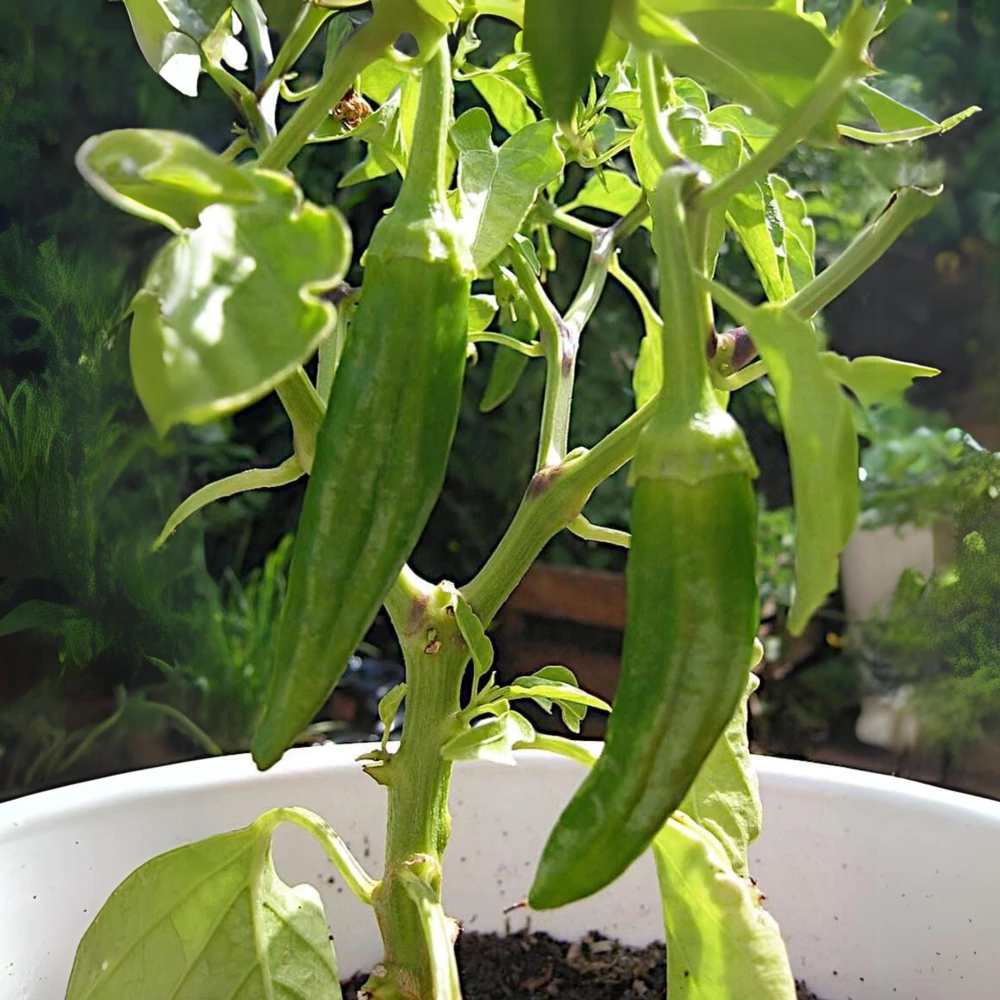 Anaheim Chili Pepper Seeds - Heirloom Mild Variety - Non-GMO - 30 Seeds for Roasting - Image 17