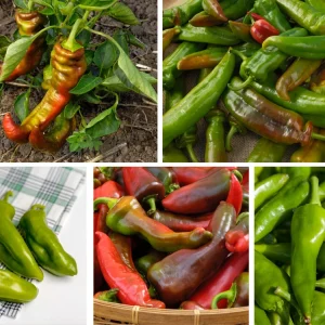 Anaheim Chili Pepper Seeds - Heirloom Mild Variety - Non-GMO - 30 Seeds for Roasting - Image 2