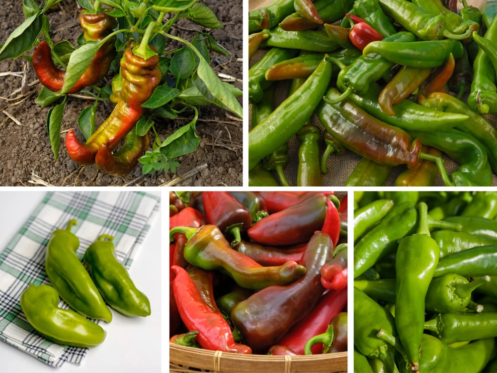 Anaheim Chili Pepper Seeds - Heirloom Mild Variety - Non-GMO - 30 Seeds for Roasting - Image 2