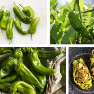 Anaheim Chili Pepper Seeds - Heirloom Mild Variety - Non-GMO - 30 Seeds for Roasting - Image 3