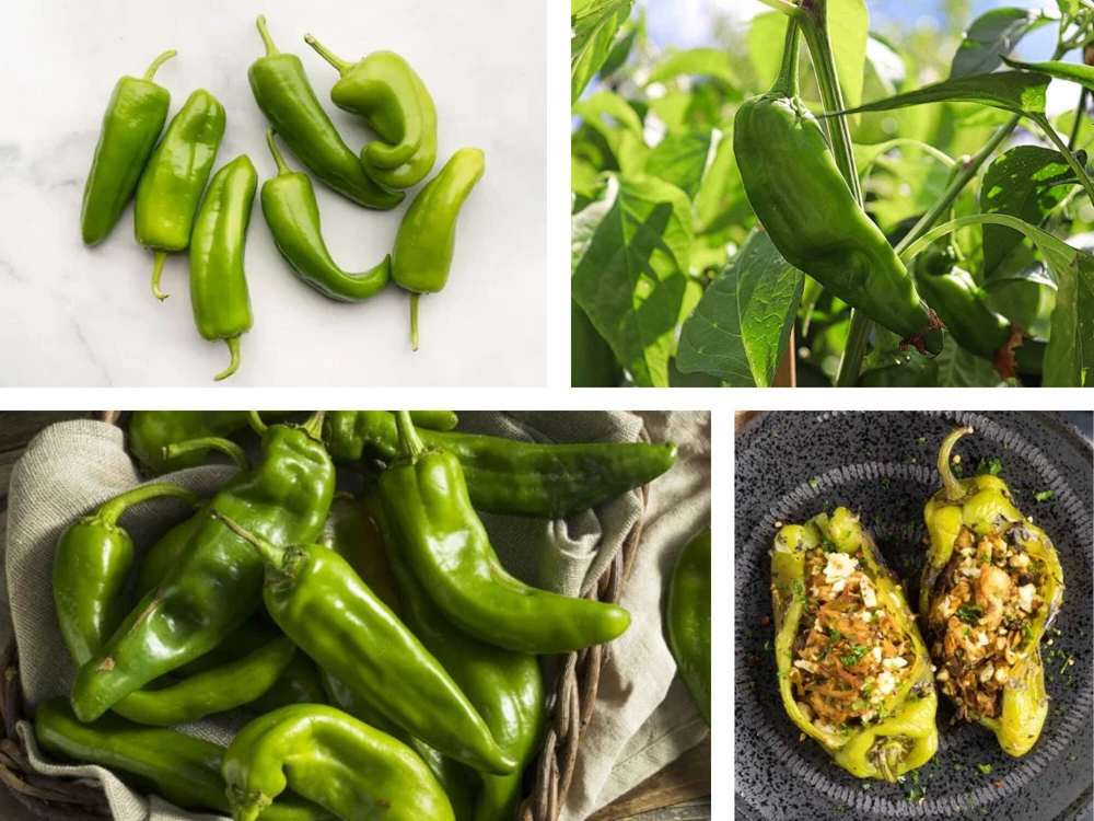 Anaheim Chili Pepper Seeds - Heirloom Mild Variety - Non-GMO - 30 Seeds for Roasting - Image 3