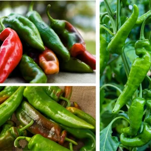 Anaheim Chili Pepper Seeds - Heirloom Mild Variety - Non-GMO - 30 Seeds for Roasting - Image 5