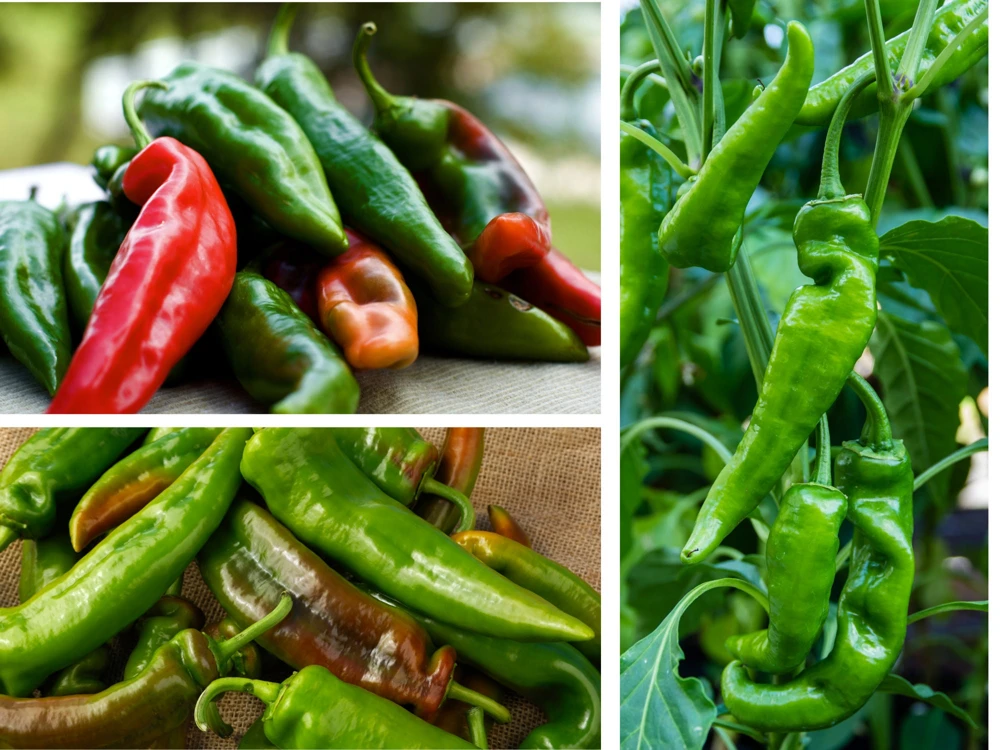 Anaheim Chili Pepper Seeds - Heirloom Mild Variety - Non-GMO - 30 Seeds for Roasting - Image 5