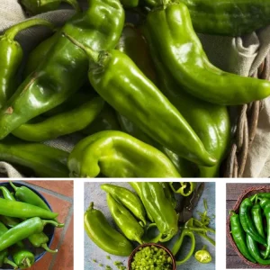 Anaheim Chili Pepper Seeds - Heirloom Mild Variety - Non-GMO - 30 Seeds for Roasting - Image 6