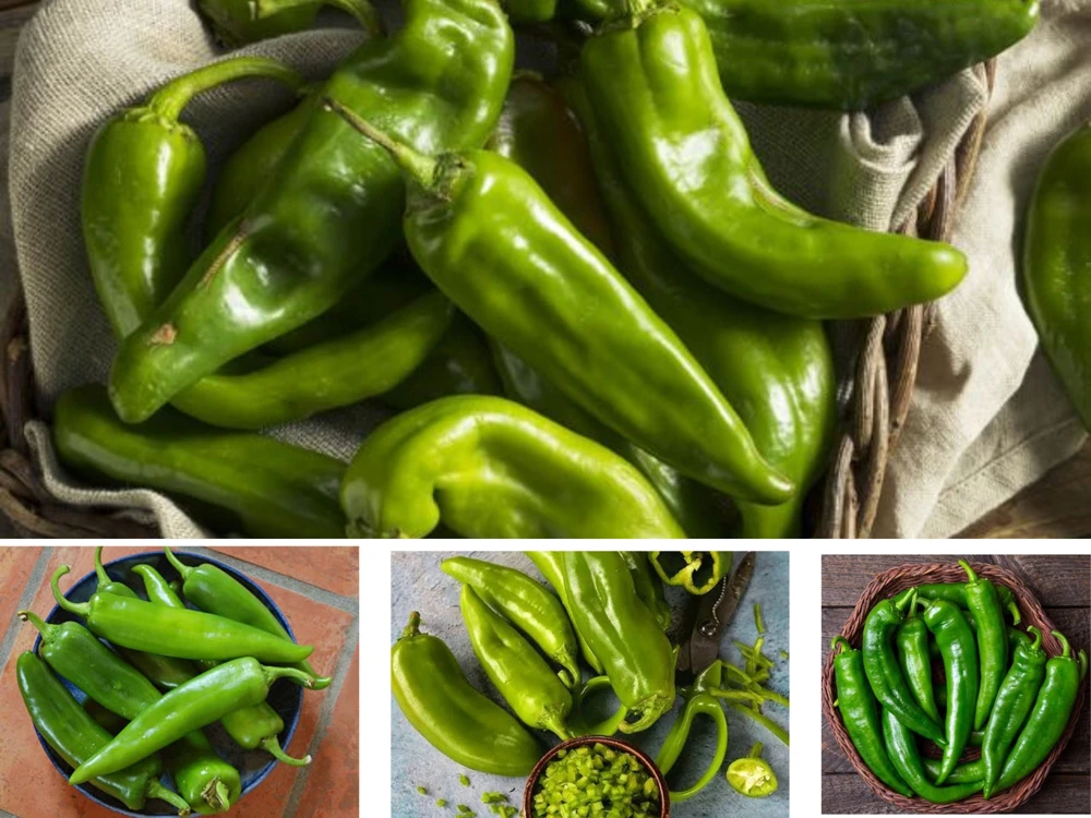 Anaheim Chili Pepper Seeds - Heirloom Mild Variety - Non-GMO - 30 Seeds for Roasting - Image 6