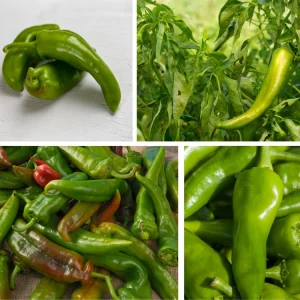 Anaheim Chili Pepper Seeds - Heirloom Mild Variety - Non-GMO - 30 Seeds for Roasting - Image 7