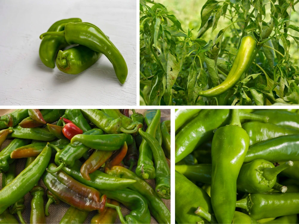 Anaheim Chili Pepper Seeds - Heirloom Mild Variety - Non-GMO - 30 Seeds for Roasting - Image 7